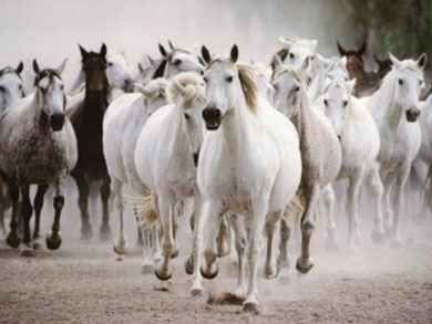 horses-gallop